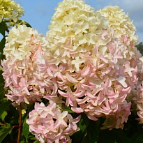 Гортензия (Hydrangea) метельчатая Скайфолл 5л h20-25 1шт