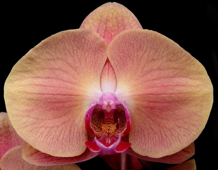 Орхидея Фален. Эпл Пай 2ст d12 h55 6шт