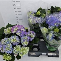 Гортензия Макр. Эрли Блю d13 h40 4шт