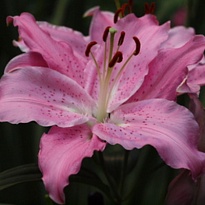 Лилия or. Catemaco 5/6+ 10шт