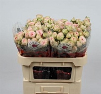 Роза кустовая Sweet Giselle дл.70 10шт