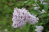 Сирень (Syringa) обыкновенная Мисс Ким d9 18шт