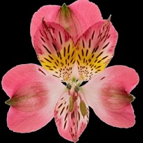 Альстромерия Bella Rosa S.a. Flamingo дл.60 10шт