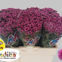 Хризантема сантини Madiba Pink Tyolo 25шт