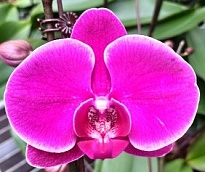 Орхидея Фален. Дюрбан 1ст d12 h50-60 10шт