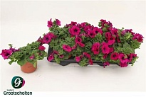 Петуния Санплеже Перпл d13 h20 8шт