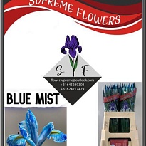 Ирис Paint Blue Mist 10шт