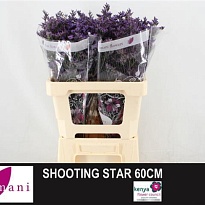 Лимониум Shooting Star 5шт