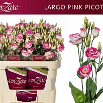 Эустома Largo Pink Picotee 10шт