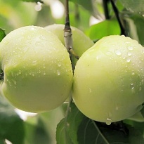 Яблоня Антоновка обыкн/подвой 54-118 полукарл/С 1шт