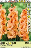 Гладиолус Питер Пирс 10/12 5шт*
