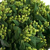 Гиперикум Jungle Romance 5шт