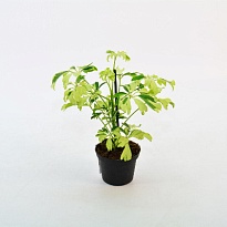 Шеффлера Жанин d9 h20 18шт