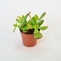 Крассула Сансет d9 h14 18шт