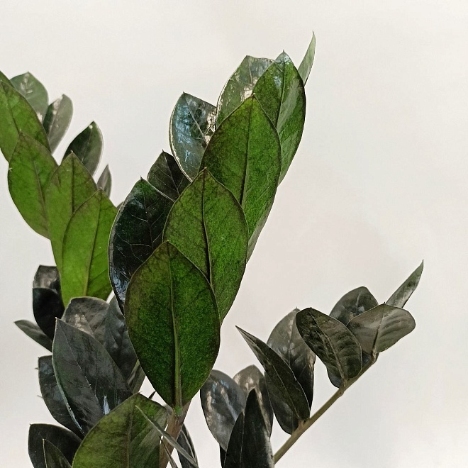 Замиокулькас Равен d14 h55 7шт