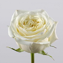 Роза Кэндллайт одноголовая (МЦ) дл.70 10шт/уп