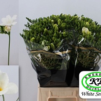Фрезия White Serenade 10шт