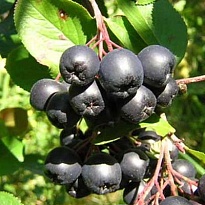 Арония черноплодная (ЗКС) 2л 1шт