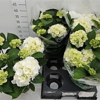 Гортензия Макр. Шнеебол d14 h40 4шт