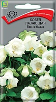 Кобея лазающая Винно-белая 5шт /Поиск