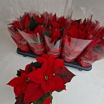 Пуансеттия Марс d11 h30 10шт