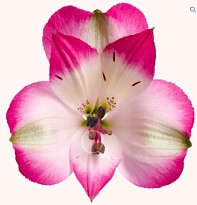 Альстромерия Qualisa Bridgitte дл.60 10шт