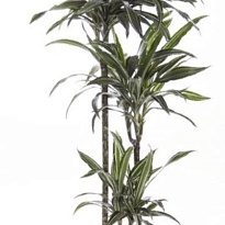 Драцена Улисес 3Д d21 h100 1шт