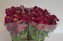 Маттиола Impala Red 10шт