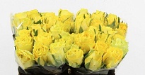 Роза Golden Smile дл.40 10шт