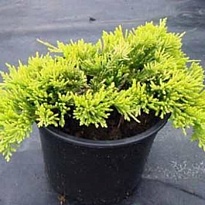Можжевельник (Juniperus) горизонт. Голден Карпет 2л h15-20 1шт