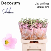 Эустома Botanic Pink 10шт