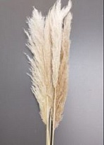 Кортадерия Natural пучок 1шт