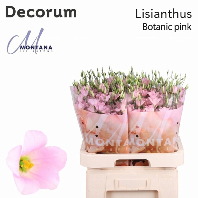 Эустома Botanic Pink 10шт