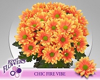 Хризантема кустовая Chic Fire Vibe крашен 5шт