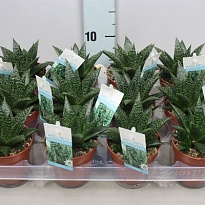 Гастерия Флоу d8 h10 12шт