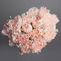 Гвоздика Одноголовая Signorelli (К) дл.65 20шт