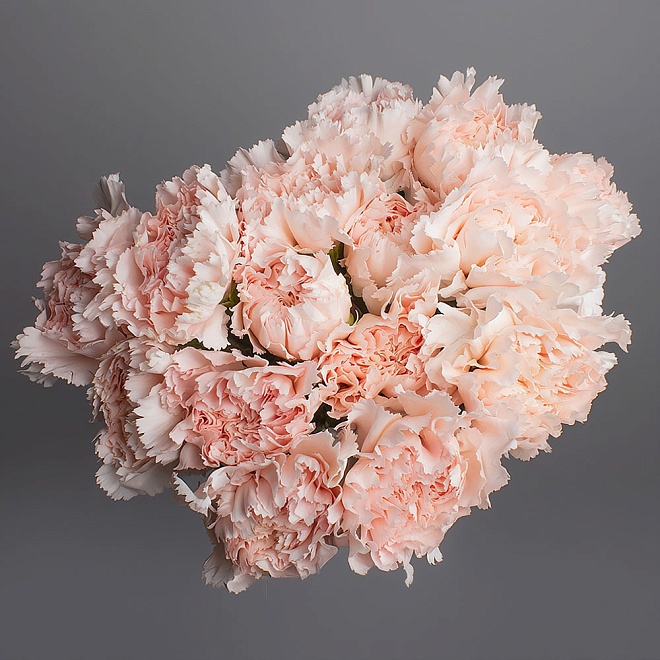 Гвоздика Одноголовая Signorelli (К) дл.65 20шт