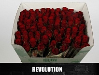 Роза Shalimar Revolution дл.52 10шт