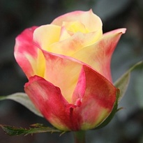 Роза EQR Ecuatoroses Hot Merengue дл.70 25шт