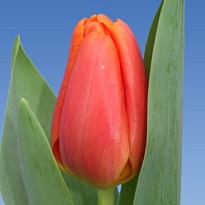 Тюльпан Triple 10шт