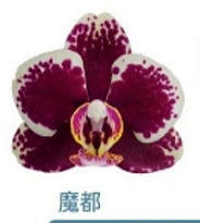 Орхидея Фален. Моду 2ст d12 h30 10шт