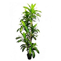 Драцена Компакта искусcтвенная с кашпо h170см 