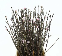 Прунус дл.60 10шт 