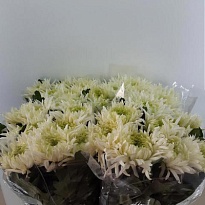 Хризантема одноголовая Louis Germ White 10 шт
