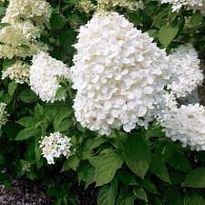 Гортензия (Hydrangea) метельчатая Юник d9 h30-40 18шт