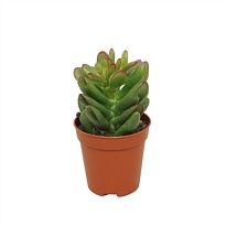 Крассула Гэндальф d5 h10 20шт