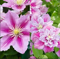 Клематис (Clematis) Пиилу 3л h80-100 1шт