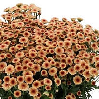 Хризантема сантини Madiba Salmon Tyolo 25шт