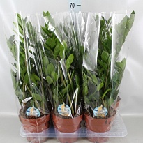 Замиокулькас d14 h60 7шт