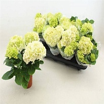 Гортензия Макр. Вуду d10 h20 8шт